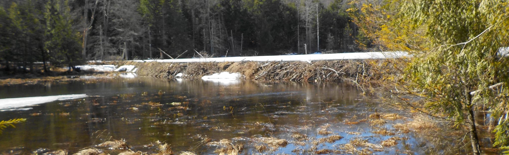 AllTrails Beaver Pond Trail 9 Reviews, Map New Hampshire