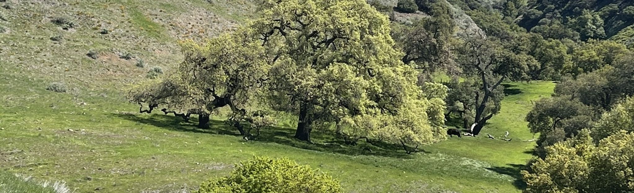 Máyyan ‘Ooyákma – Coyote Ridge Open Space Preserve: 90 Reviews, Map ...