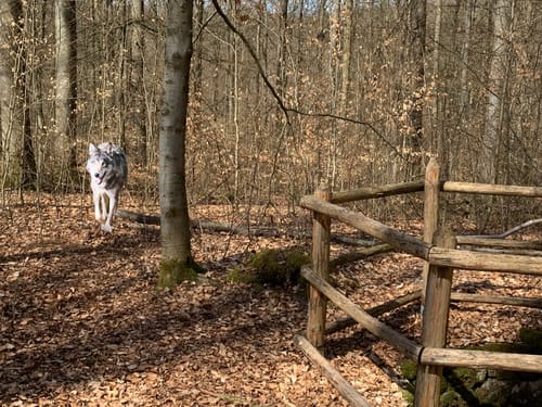 Aus Altershausen um den Rossberg
