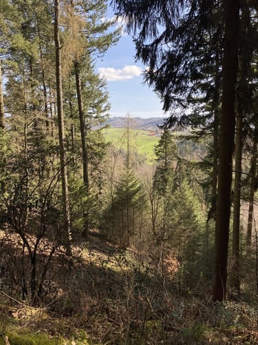Rundwanderweg Pfaffenwald 3: Kohlplattenweg