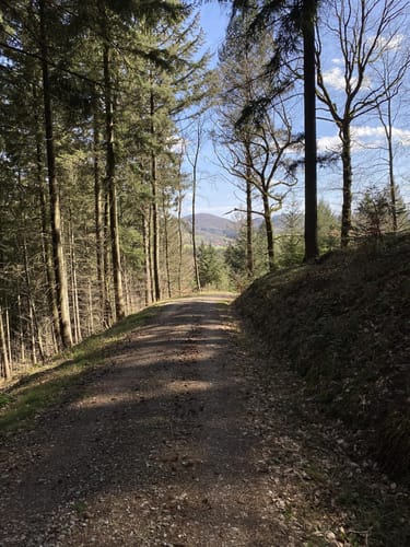 Rundwanderweg Pfaffenwald 3: Kohlplattenweg