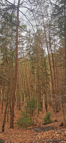 Runde bei Grebenau
