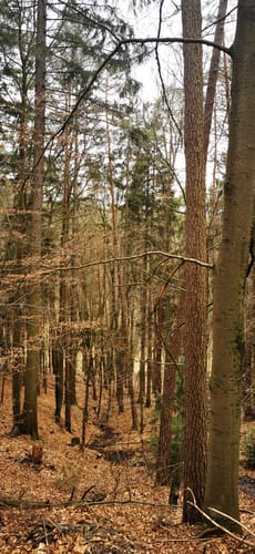 Runde bei Grebenau