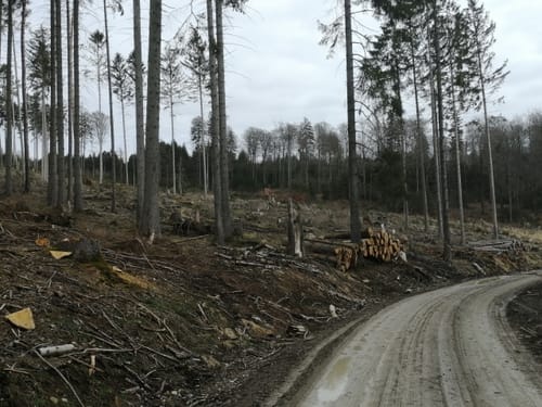 Rundweg Saufang