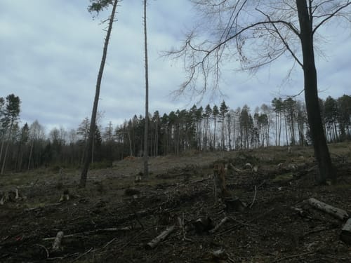 Rundweg Saufang