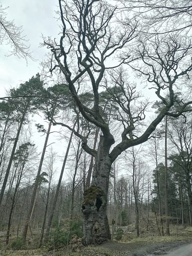 Rundweg Saufang