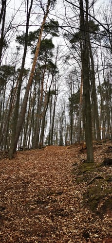 Runde bei Grebenau