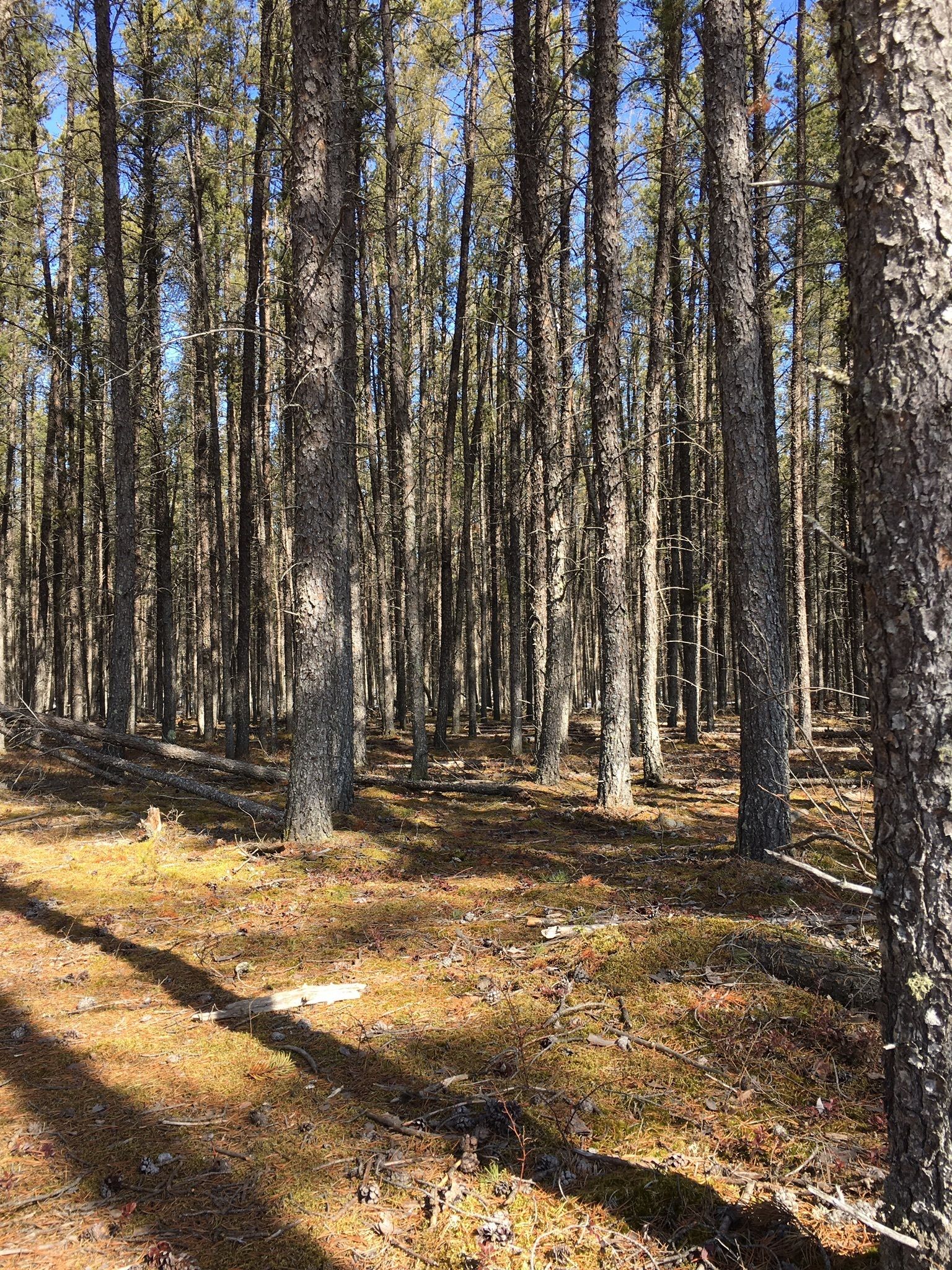 Photos of Belair Provincial Forest - Manitoba, Canada | AllTrails