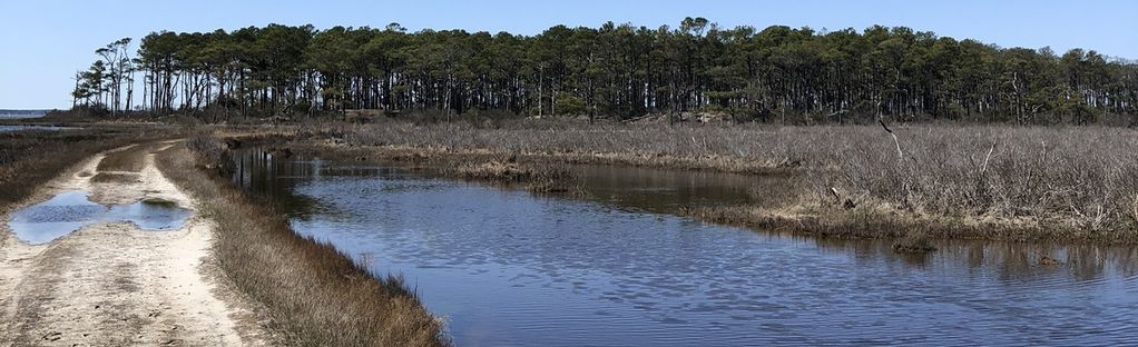 are dogs allowed at assateague