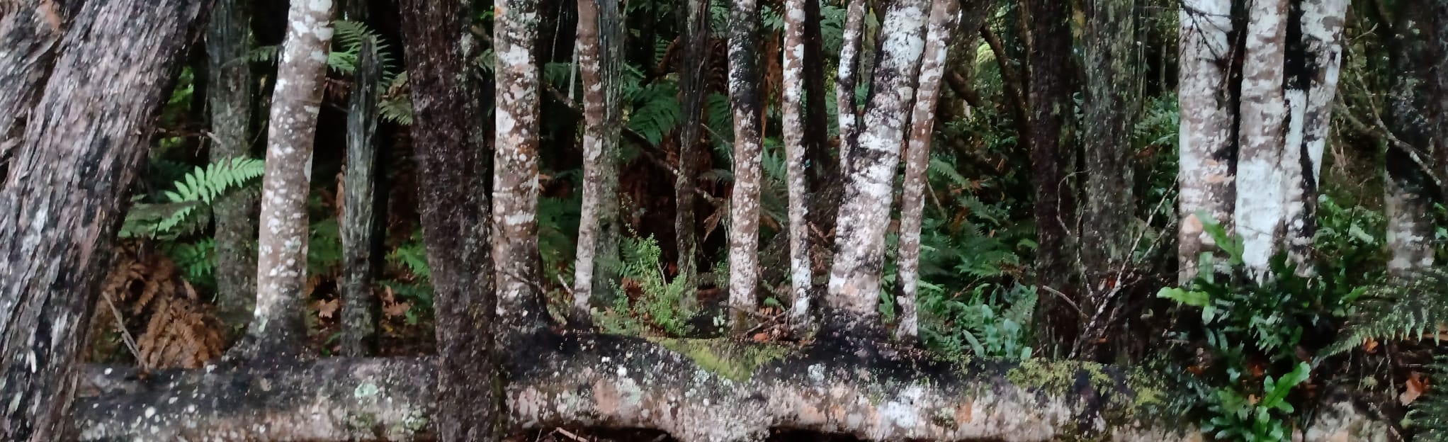 Aitken Walk (Waikawa Walking Track), Southland, New Zealand 5 Reviews, Map AllTrails