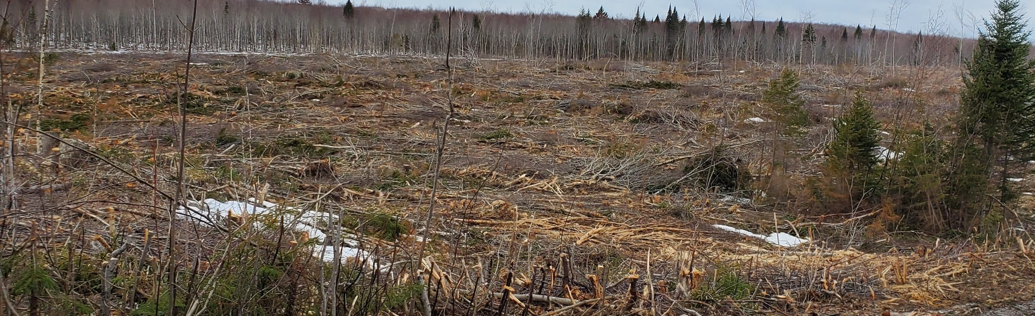 Simpson Mountain Trail, New Brunswick, Canada 4 Reviews, Map AllTrails