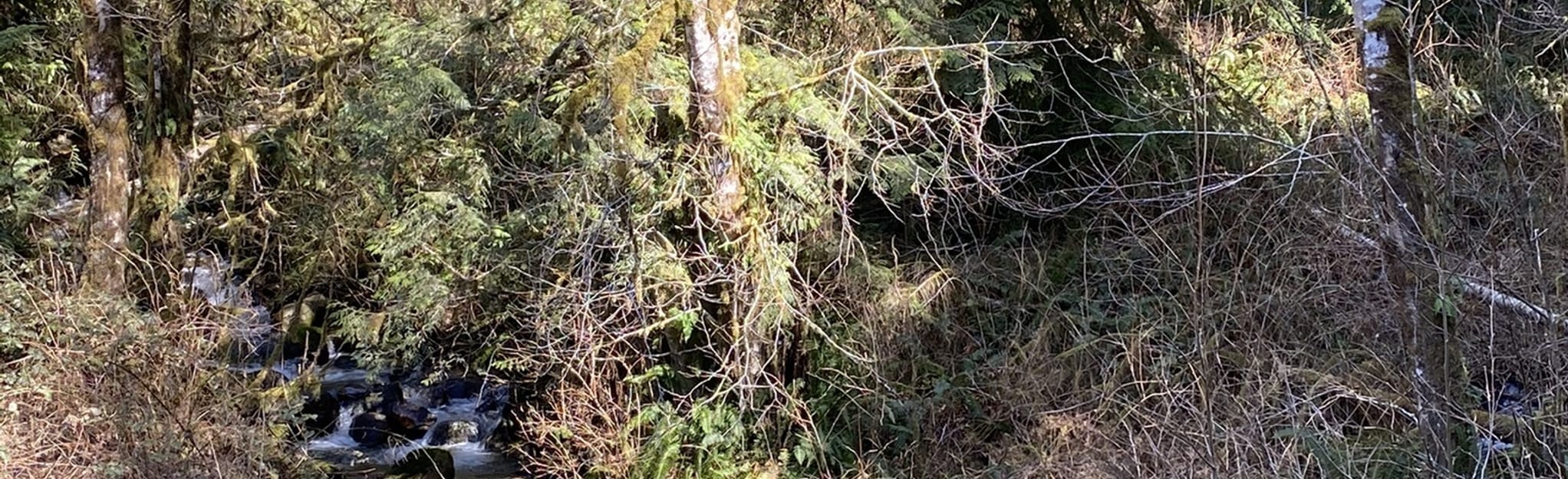 Rattlesnake Mountain via Rattlesnake Road Southeast, Washington 17