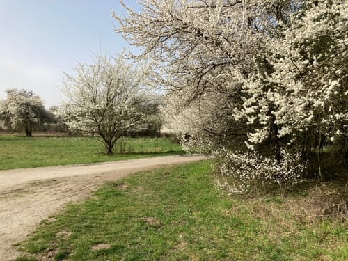 Naturschutzgebiet Enkheimer Ried