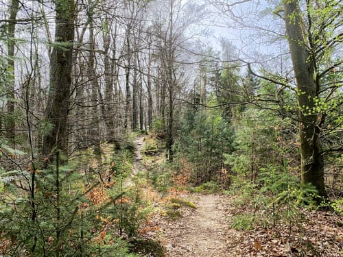 Rimbach-Steig (Premiumwanderweg)