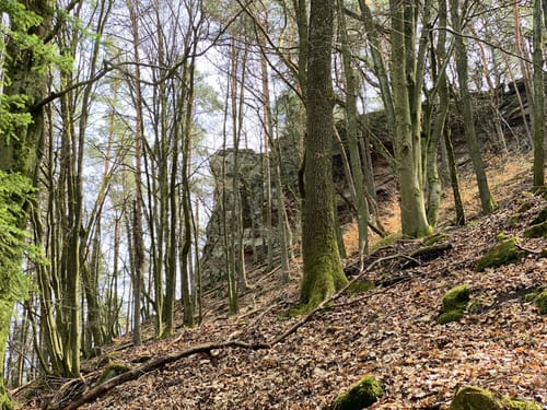 Rimbach-Steig (Premiumwanderweg)