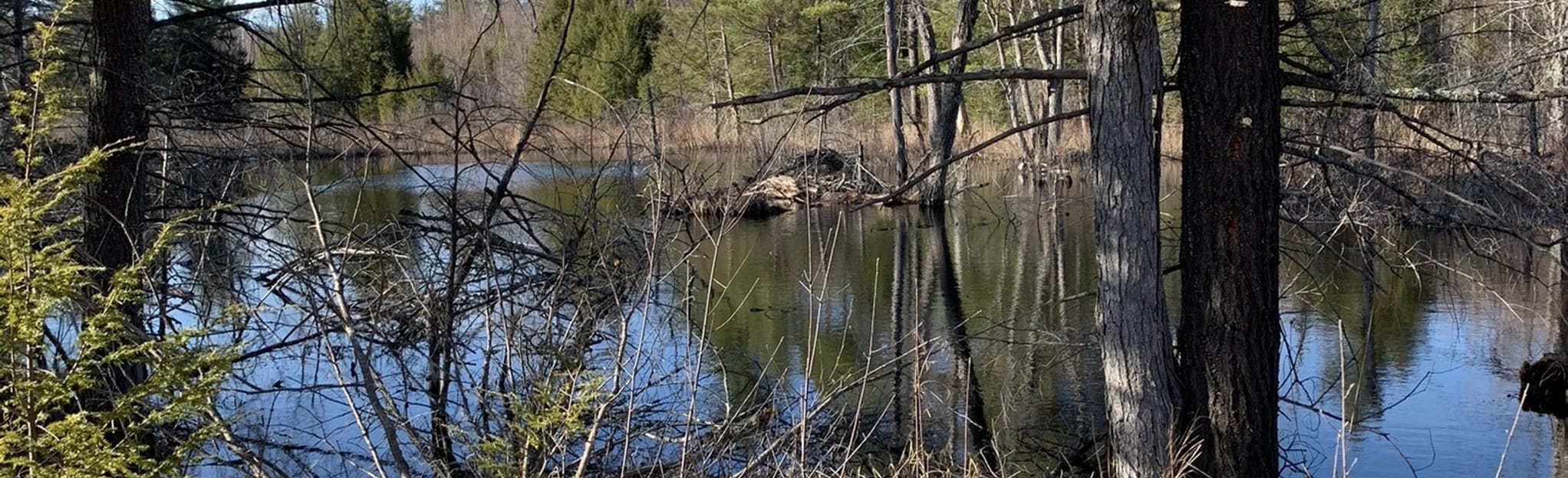 Leonard State Wildlife Management Area: 4 Reviews, Map - New Hampshire | AllTrails
