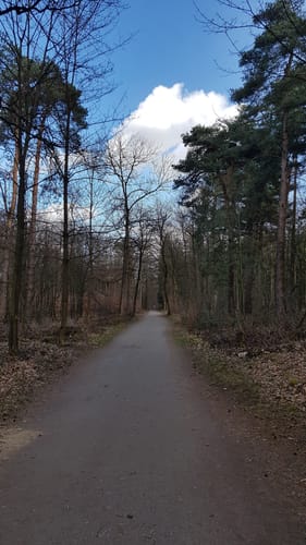 In den Hildener Stadtwald