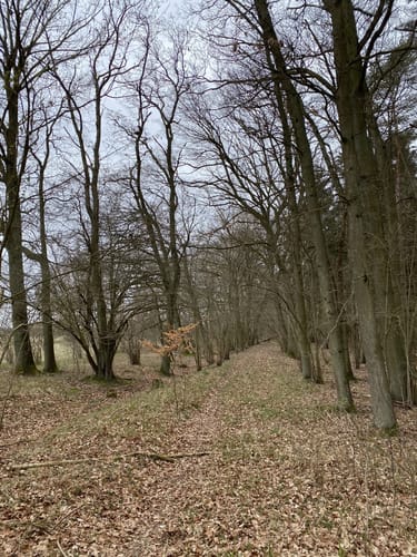 Steintanz von Netzeband