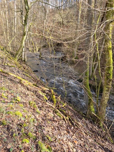 Saynsteig (Traumpfad)
