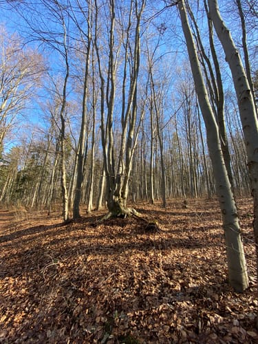 Martinroda - Veronikaberg - Karolinenblick