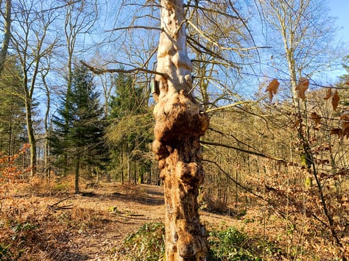 Litermont Sagenweg (Traumschleife)
