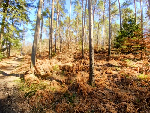 Litermont Sagenweg (Traumschleife)
