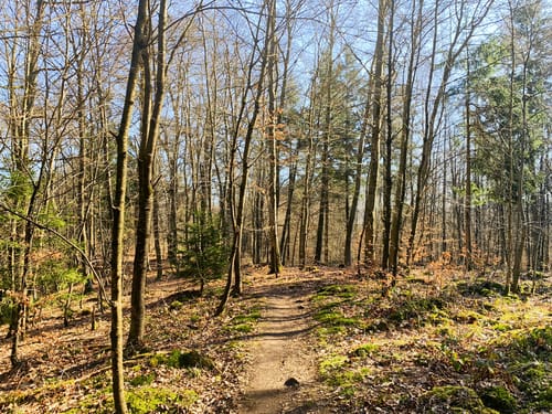 Litermont Sagenweg (Traumschleife)