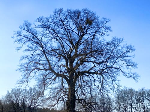 Litermont Sagenweg (Traumschleife)
