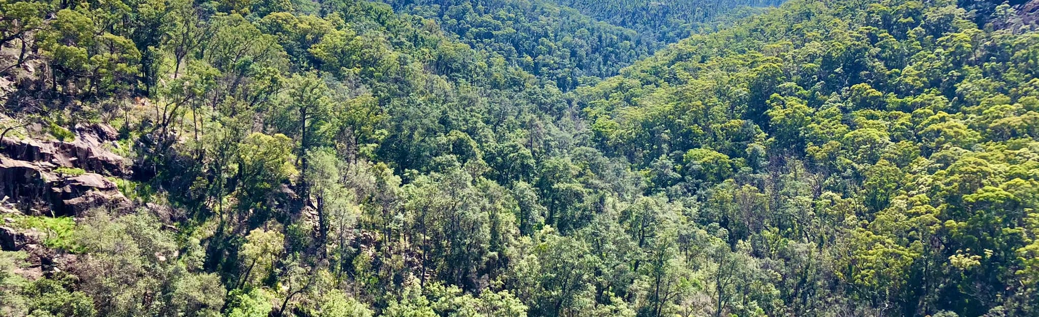 George Boyd Rainforest Walk: 6 Reviews, Map - New South Wales ...