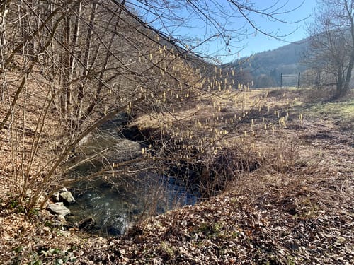 Schmetterlingsparadies bei Kempenich