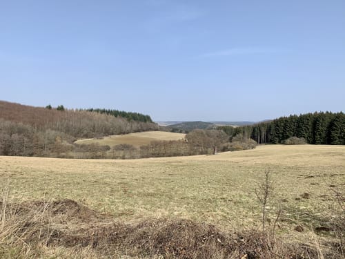 EifelSchleife Stille im Buchenwald