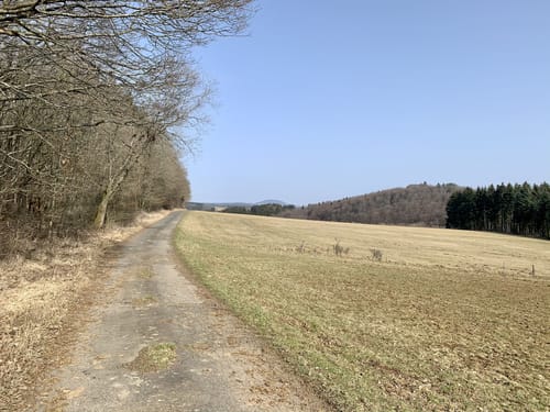 EifelSchleife Stille im Buchenwald