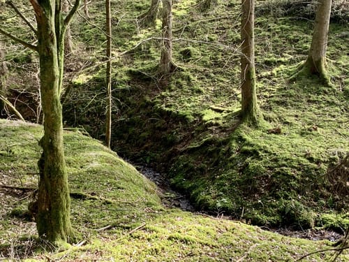 EifelSchleife Stille im Buchenwald