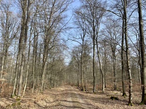 EifelSchleife Stille im Buchenwald