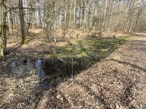 EifelSchleife Stille im Buchenwald