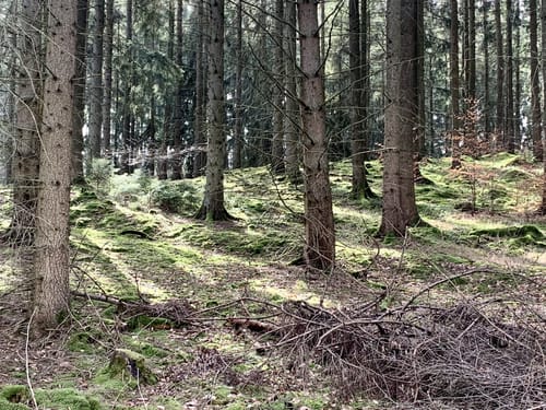 EifelSchleife Stille im Buchenwald
