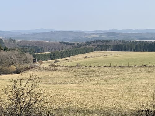 EifelSchleife Stille im Buchenwald