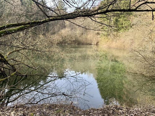 EifelSchleife Stille im Buchenwald