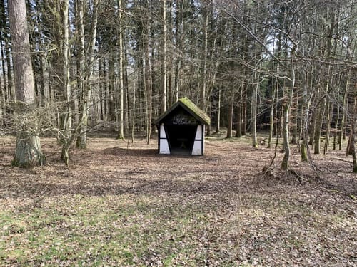 EifelSchleife Stille im Buchenwald