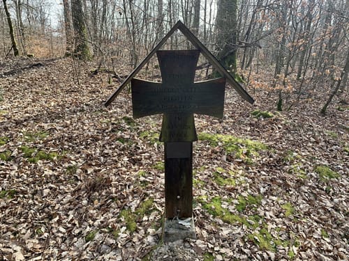 EifelSchleife Stille im Buchenwald