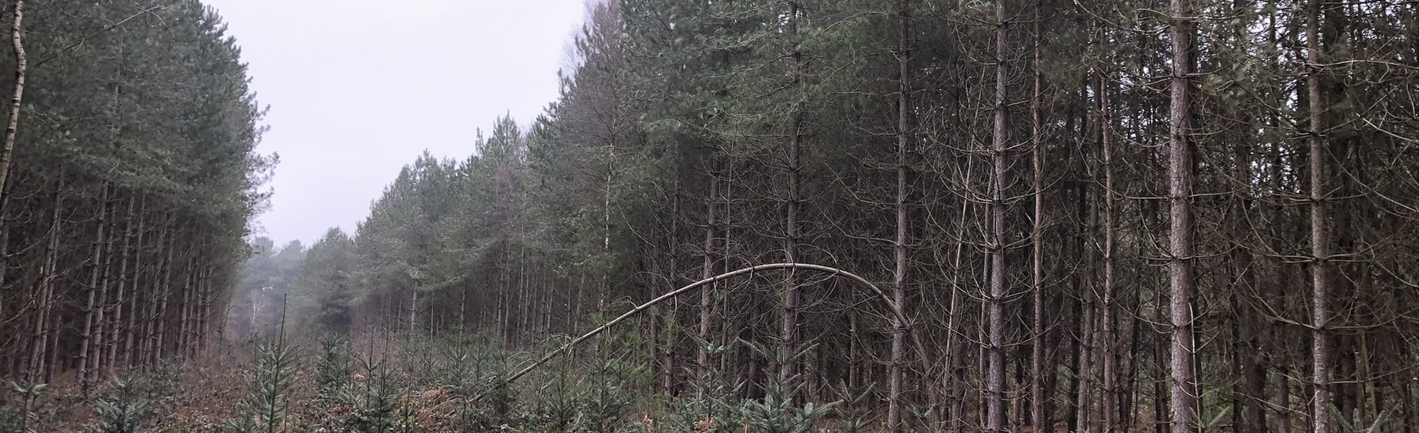 Sherwood Circular, Nottinghamshire, England 19 Reviews, Map AllTrails