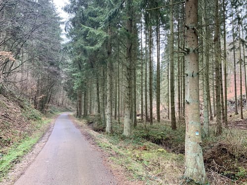 Von der Wasserscheide zur Mutscheid (MTB route 5)
