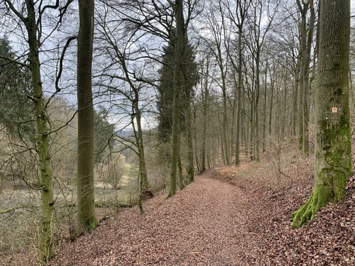 Förstersteig (Traumpfad)