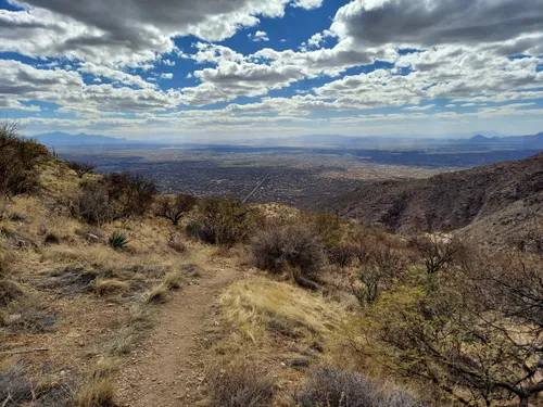 10 Best Horseback Riding Trails in Tucson | AllTrails