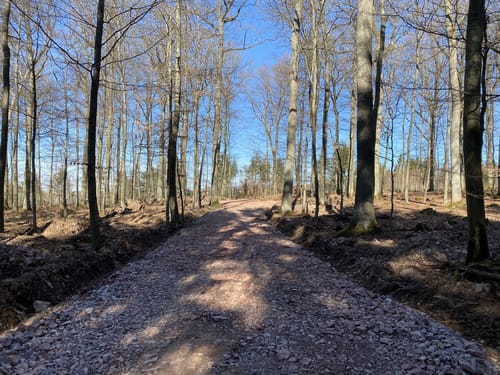 Gemündener Wald
