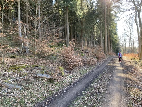 Gemündener Wald