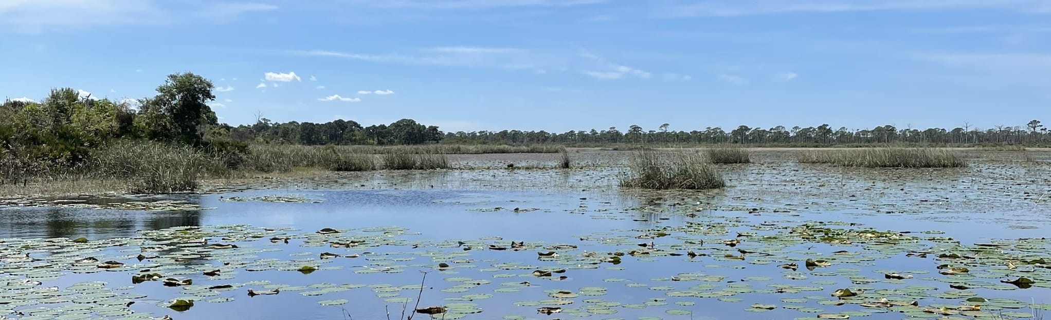 Hawks’ Bluff Trail, Florida 149 Reviews, Map AllTrails