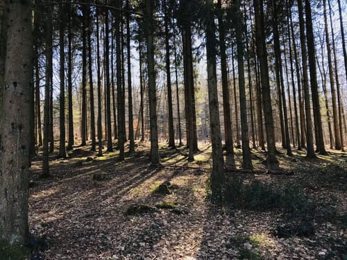 Kaltensteinpfad (Traumschleife)