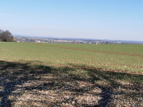 Durch den Wald zwischen Kilianstädten und Büdesheim