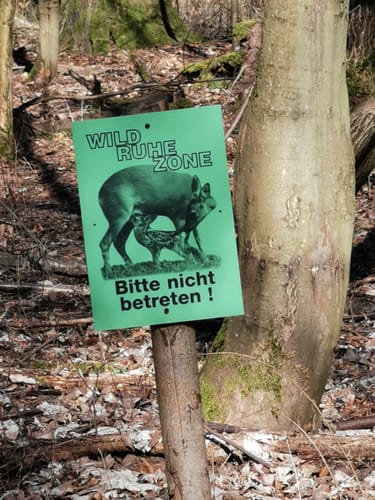 Durch den Wald zwischen Kilianstädten und Büdesheim